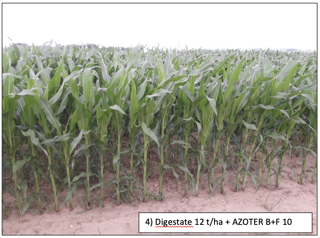 Demonstration of different growth rates after application of standard urea fertilizer