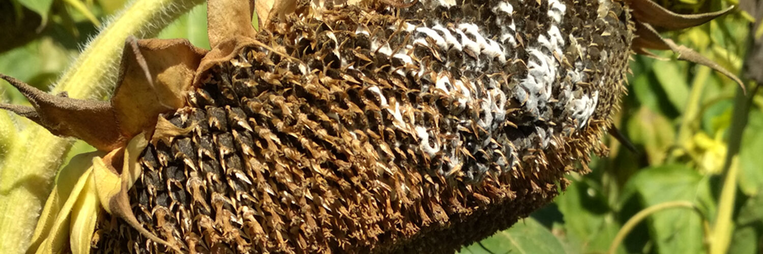 biela hniloba azoter 1