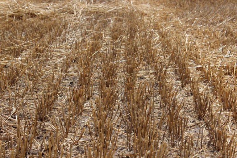 pozberove zvysky azoter