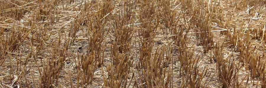 pozberové zvyšky azoter pozberove zvysky azoter