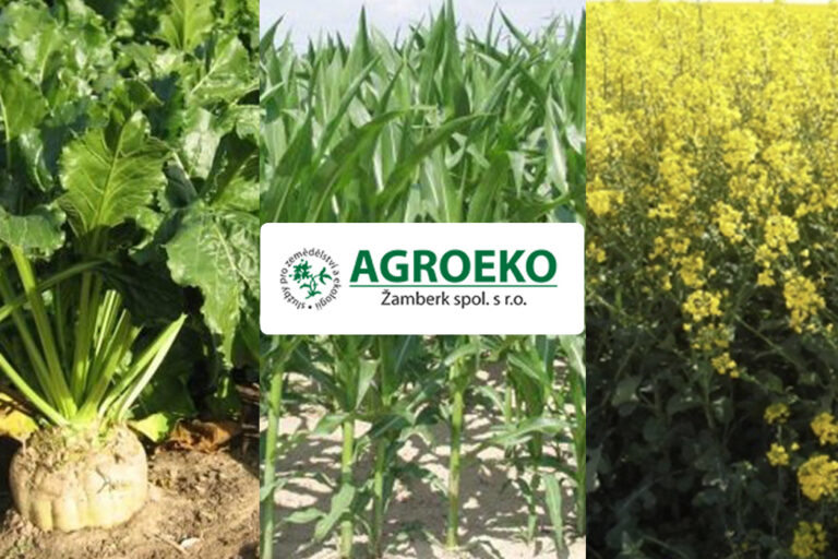 repka kukurica cukrova repa azoter