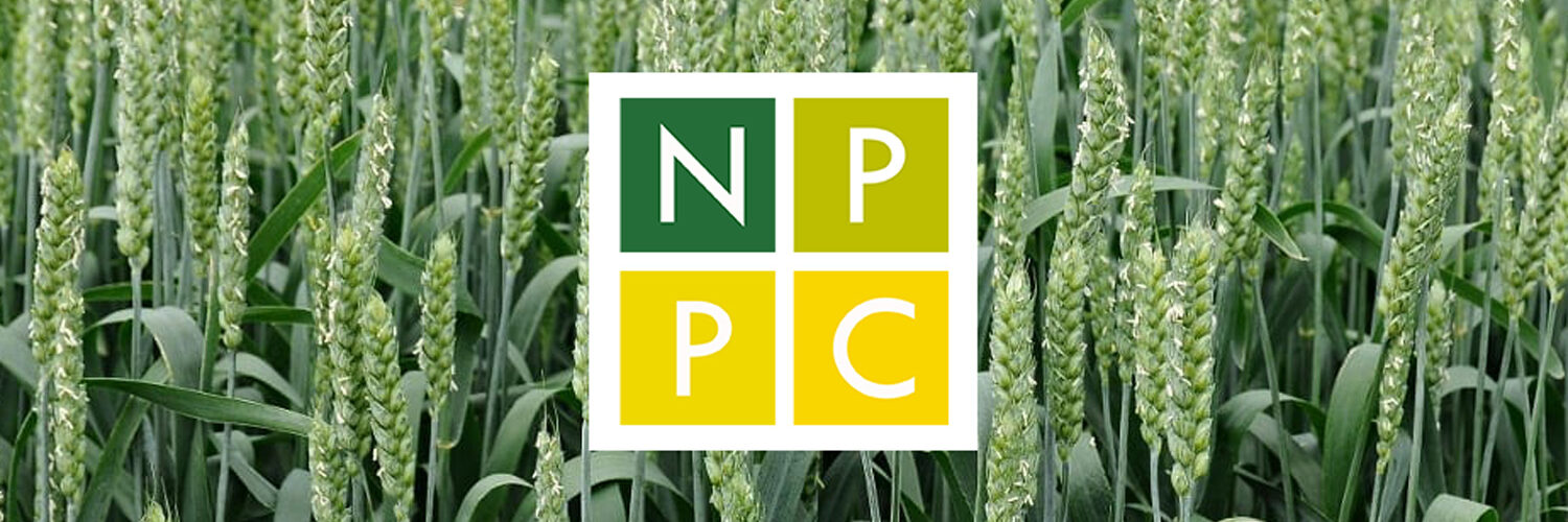 psenica ozimna kapusta repkova azoter