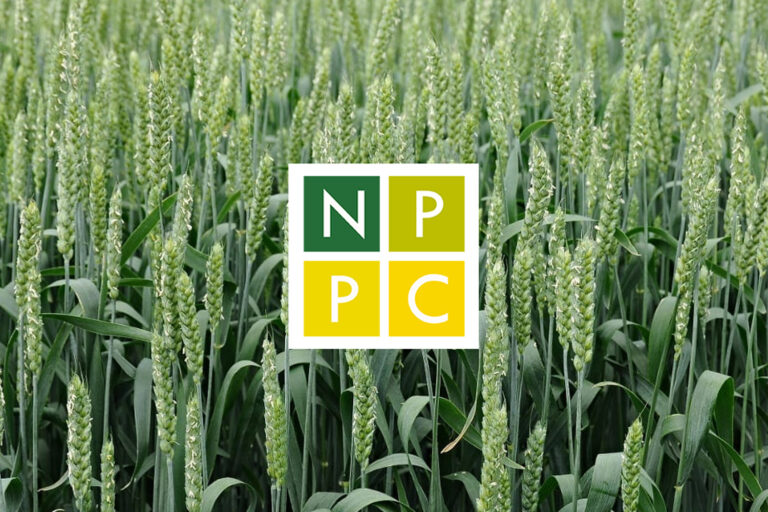 psenica ozimna kapusta repkova azoter