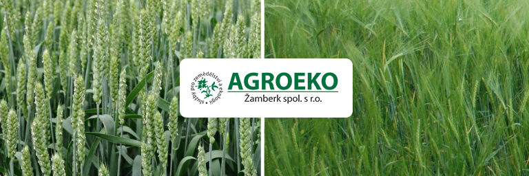 azoter-jacmen-psenica-768×432 copy azoter jacmen psenica 768x432 copy