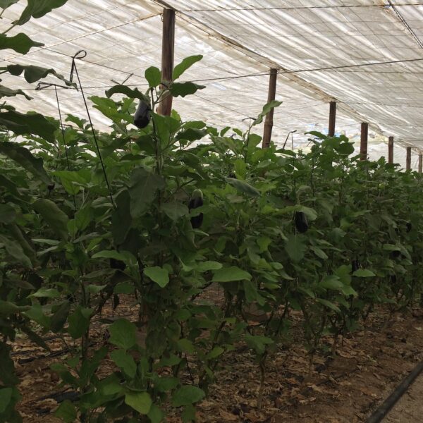 azoter spanielsko 10