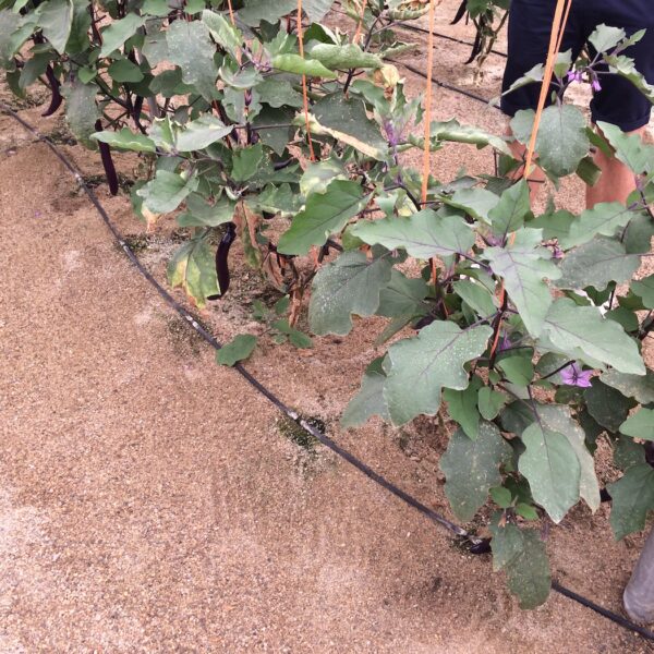 azoter spanielsko 13