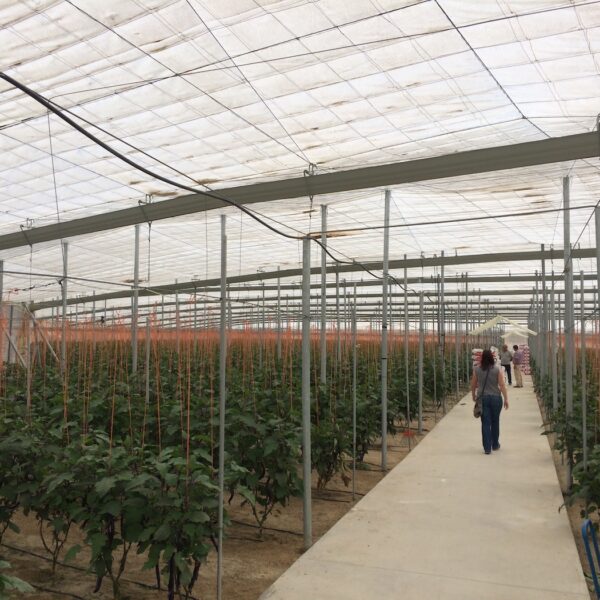 azoter spanielsko 14