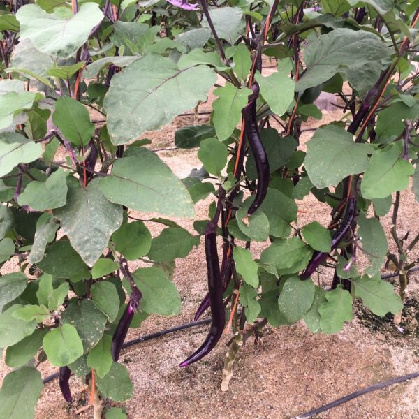 azoter spanielsko 15