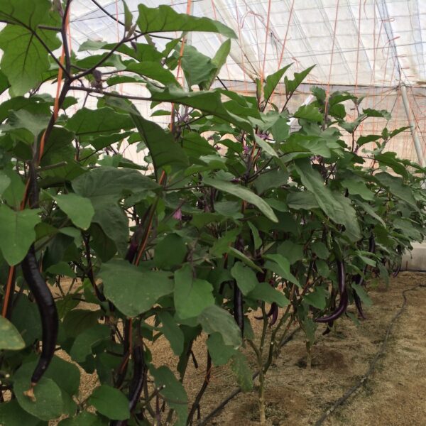 azoter spanielsko 16