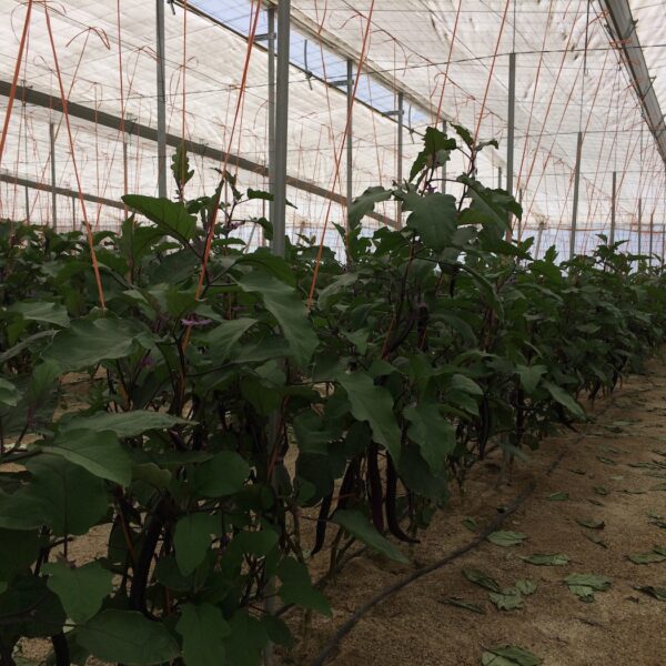 azoter spanielsko 17