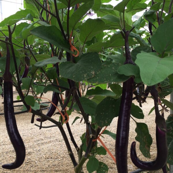 azoter spanielsko 18