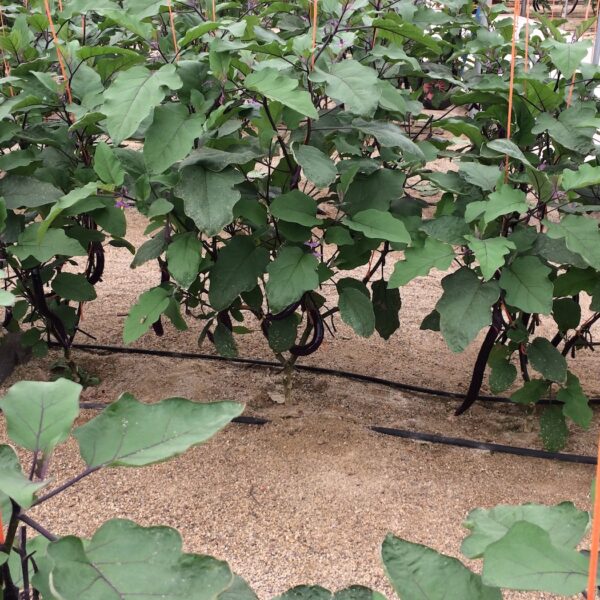 azoter spanielsko 19