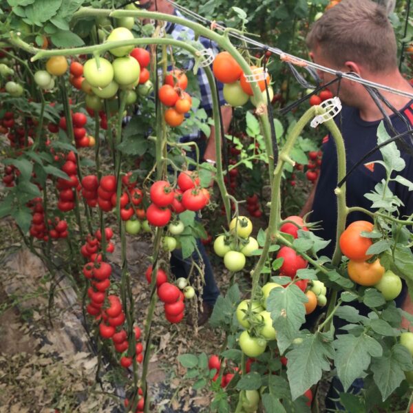 azoter spanielsko 23