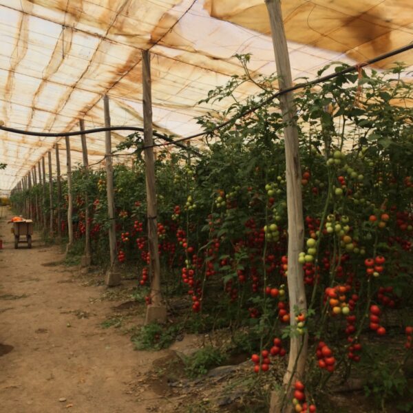 azoter spanielsko 25