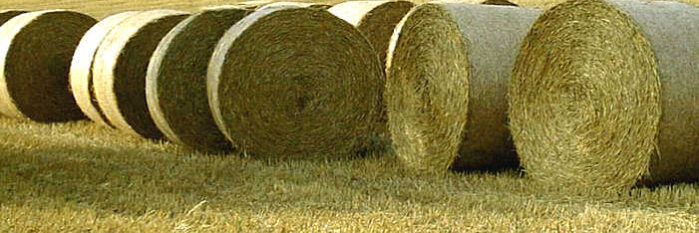 Moznosti zefektivnenia rozkladu slamy a vytvorenia vhodnych zivinovych podmienok pre nasledne plodiny