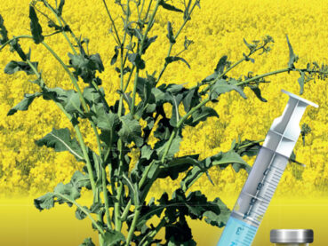 AZOTER Nase pole 9 2021