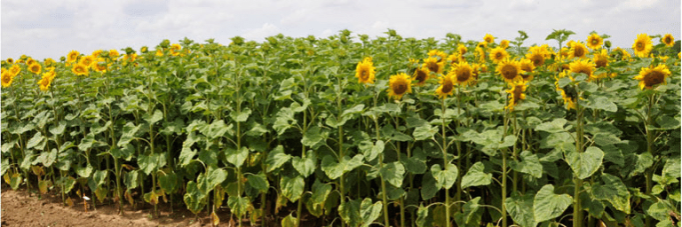 Baktérie v službách agronomickej praxe 2 Bakterie v sluzbach agronomickej praxe 2