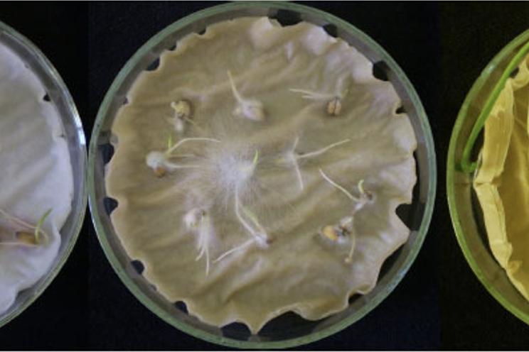 Trichoderma – zelena pomoc v rastlinnej vyrobe