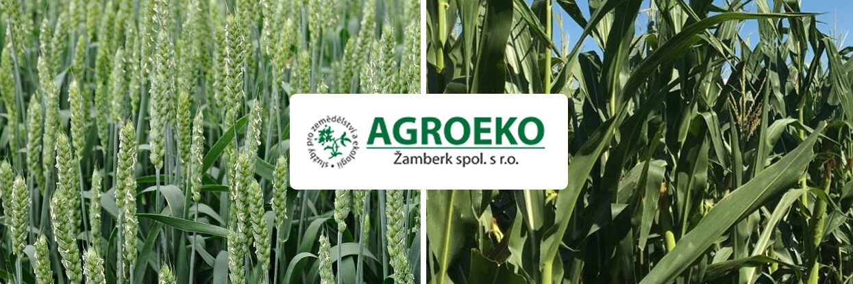 kukurica psenica azoter