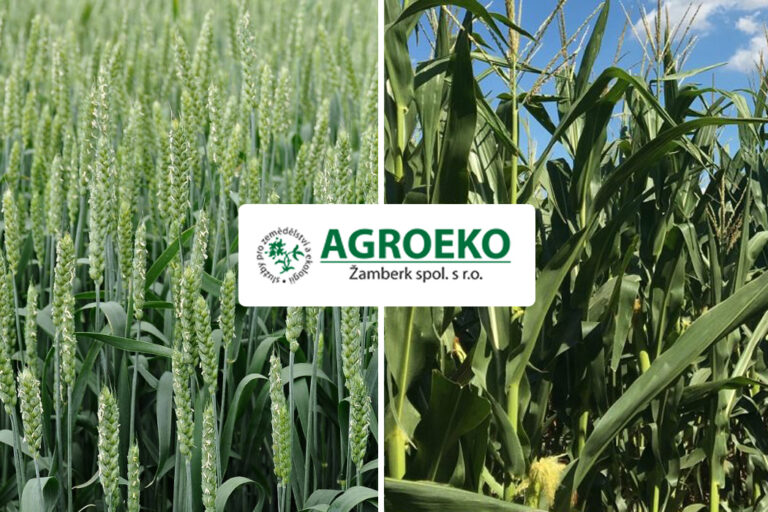 kukurica psenica azoter