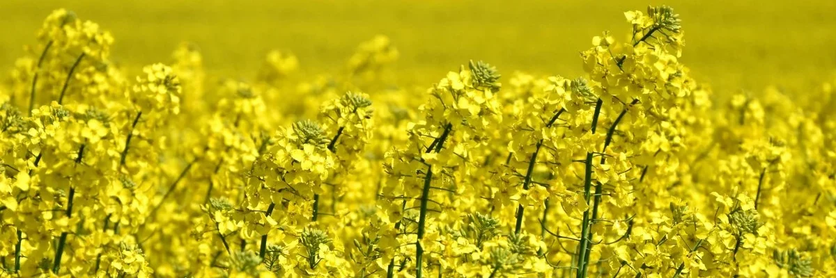 VYUZITI DIGESTATU A KEJDY PRO JARNI HNOJENI REPKY OLEJNE