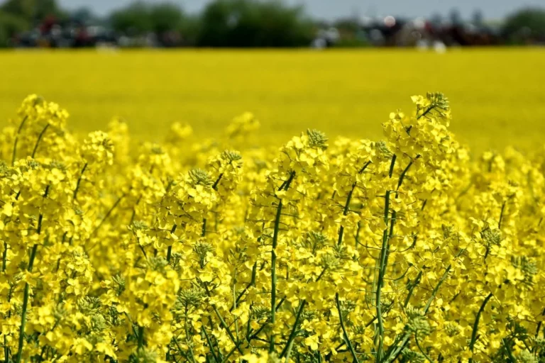 VYUZITI DIGESTATU A KEJDY PRO JARNI HNOJENI REPKY OLEJNE