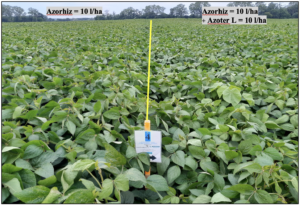 A soybean stand in its intensive growth after pre-sowing soil treatment  with Azorhiz fertilizer at a dose of 10 l/ha and after the treatment of the stand with Azoter L fertilizer during the vegetation at a dose of 10 l/ha