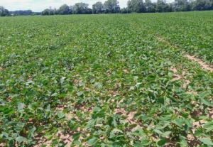 Soybean stand in the period before the treatment with Azoter L foliar fertilizer in the prepared dose of 10 l/ha