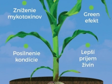 AZOTER Nase pole 2 2023