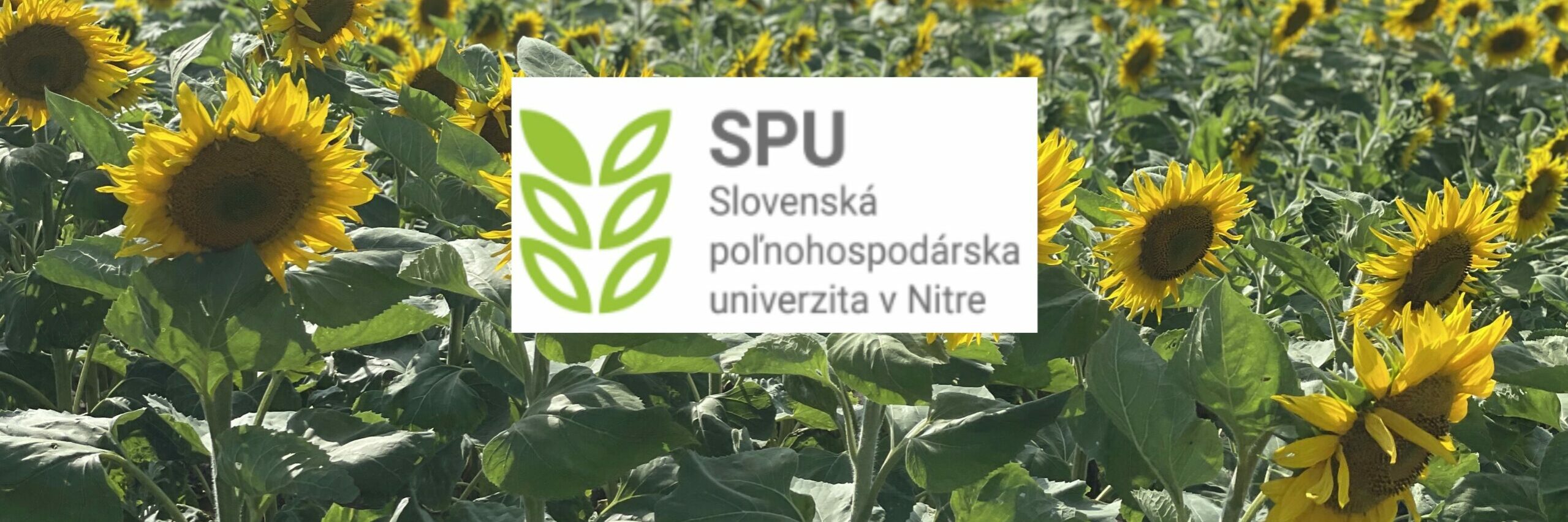 slnečnica SPU slnečnica SPU
