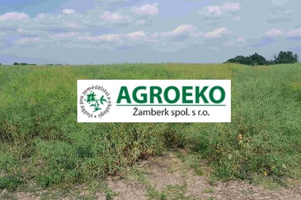 úvodný obrázok repka 2023 Agroeko
