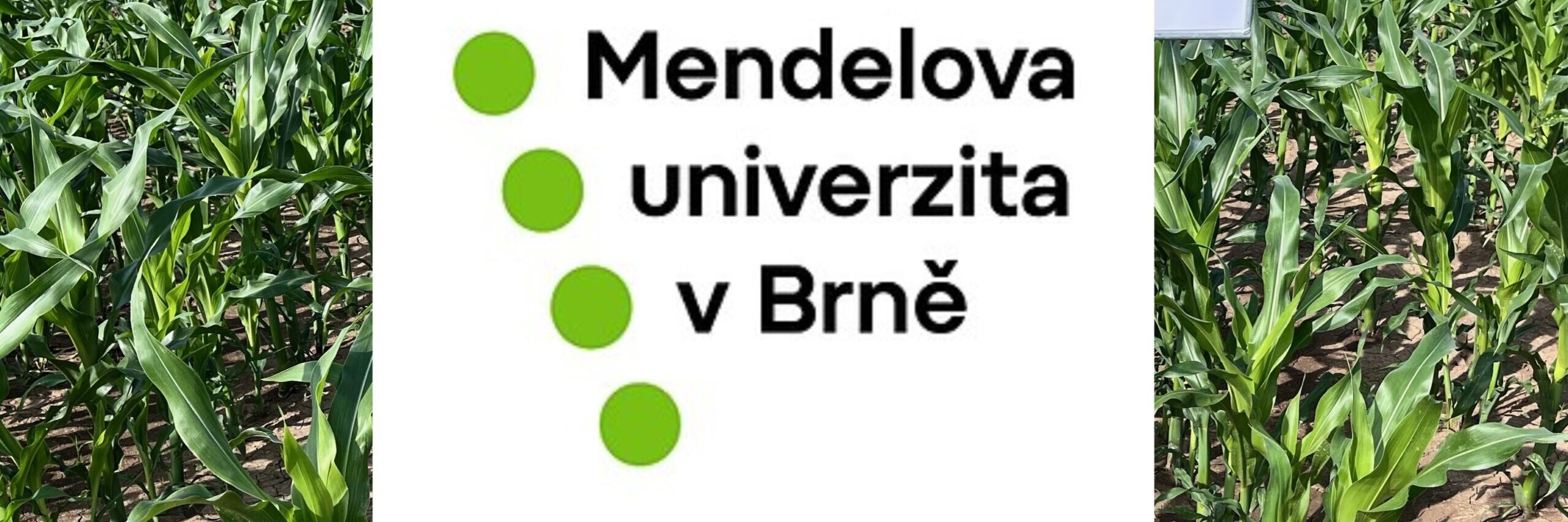 Mendel kukurica 2024