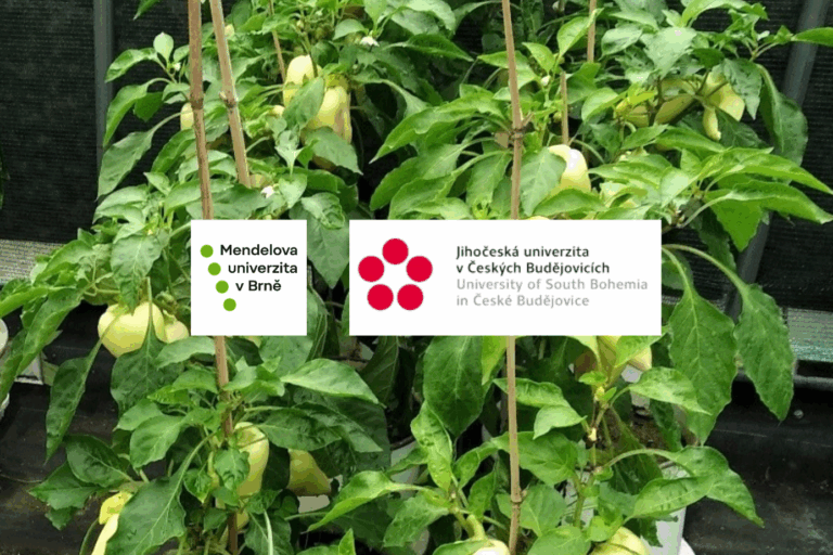 ilustračný obr. paprika